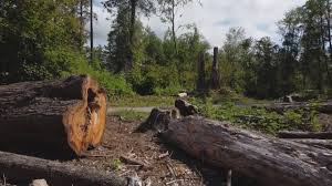 How Our Tree Care Process Works  in  Manitou Springs, CO