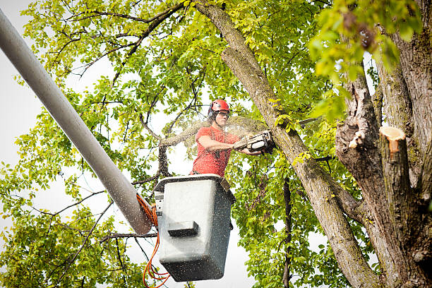 Best Root Management and Removal  in Manitou Springs, CO